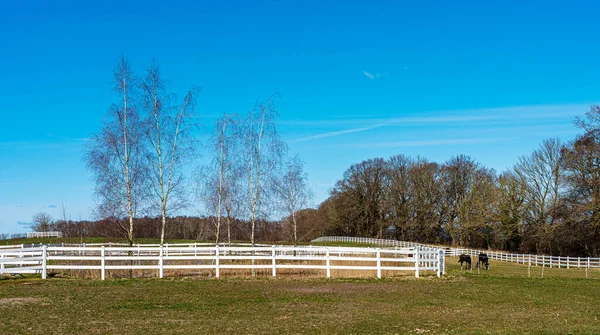 Inhägnade Åkrar Och Ängar Hästgård Nära Ralswiek Ruegen Mecklenburg Vorpommern — Stockfoto