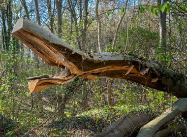 Orman ve manzara Ruegen, Mecklenburg-Batı Pomerania, Almanya