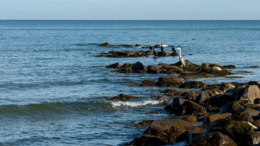 Lietzow auf Ruegen yakınlarındaki kıyı manzarası, Mecklenburg-Batı Pomerania, Almanya