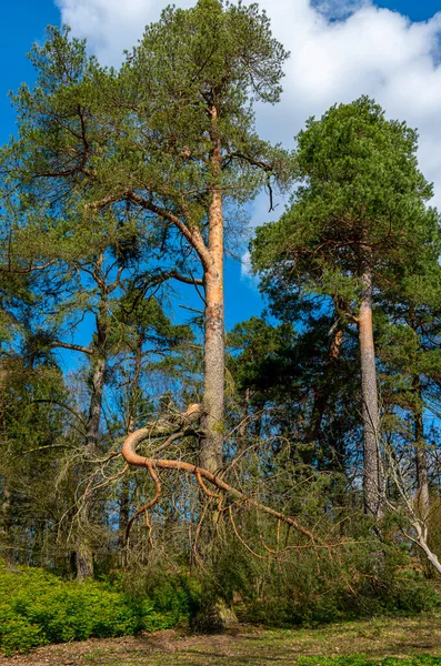 Forest Plants Bodies Water Lake Tegel Reinickendorf Berlin Germany — Foto de Stock