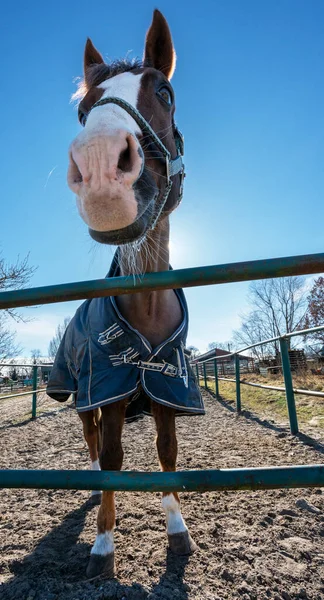Cavalo Doca — Fotografia de Stock