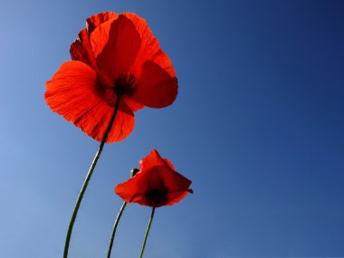 Mavi gökyüzünde gelincikler