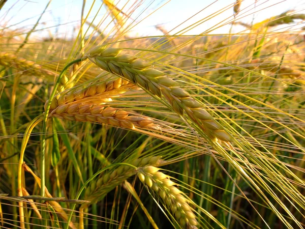 Trigo crescendo em um campo de fazenda Fotografias De Stock Royalty-Free