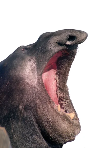 海の象 — ストック写真