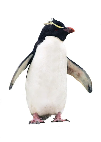 Isolerade macaroni penguin — Stockfoto