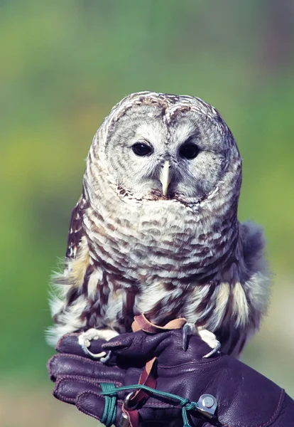 Owl on hand — Stock Photo, Image