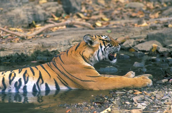 Бенгальский тигр (Panthera tigris ) — стоковое фото