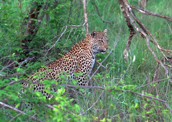 Caça leopardo na floresta profunda — Fotografia de Stock