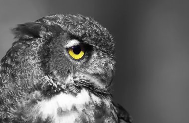 Sarı gözlü baykuş