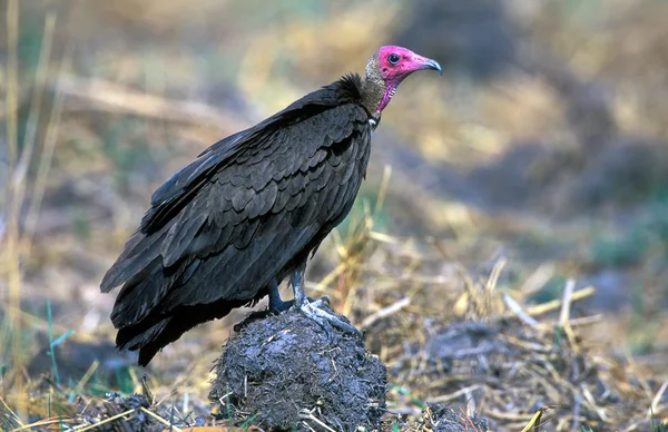 Rotkopfgeier (sarcogyps calvus)) — Stockfoto