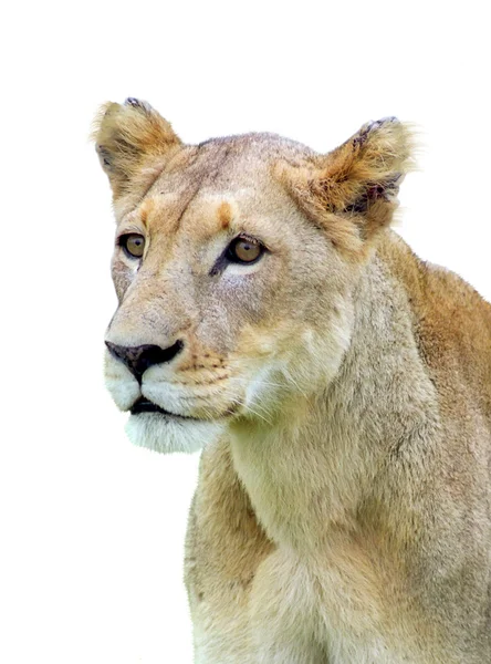 Isolated lioness — Stock Photo, Image