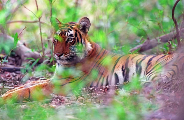 Tigre de Bengala (Panthera tigris ) — Foto de Stock