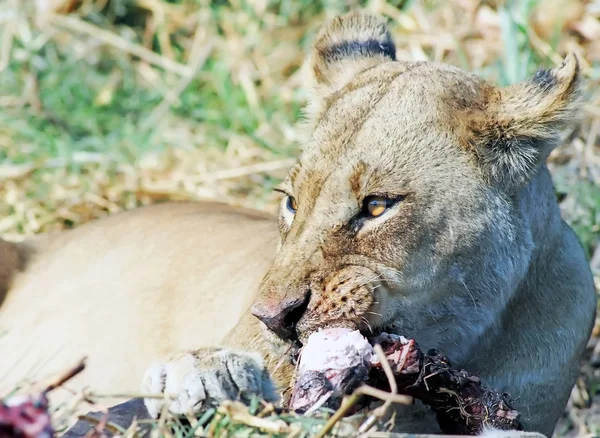 Lioness take a breakfast — Stock Photo, Image