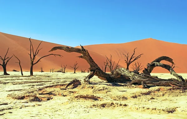 Namibische woestijn — Stockfoto