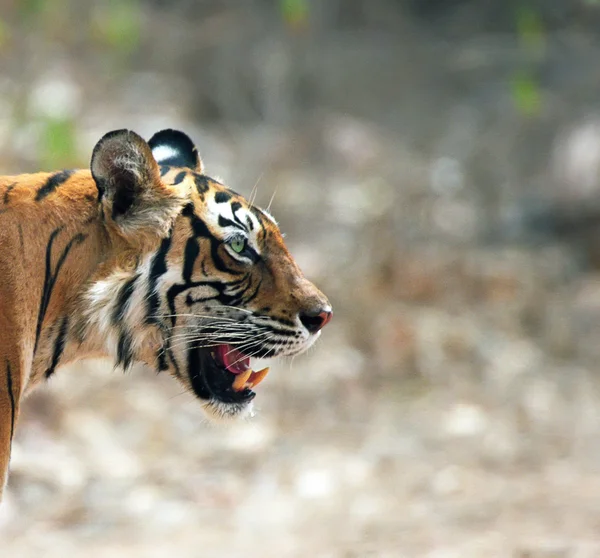 Бенгальский тигр (Panthera tigris ) — стоковое фото