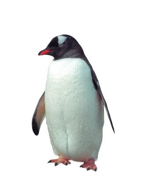 izole gentoo pengueni