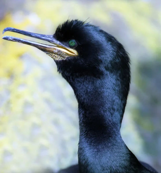 Kormoran czarny — Zdjęcie stockowe