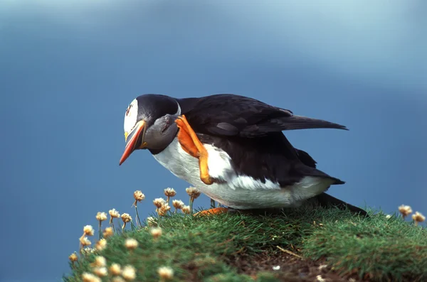 Puffin... — Fotografia de Stock