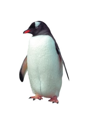 Isolated gentoo penguin