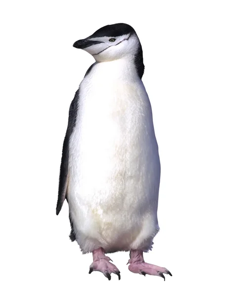 Pingouin isolé Chinstrap sur blanc — Photo