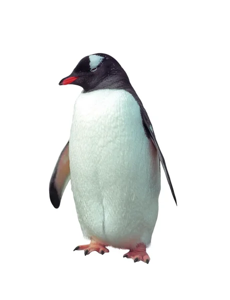 Isolerade gentoo penguin — Stockfoto