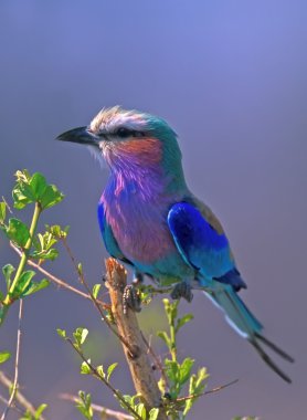 Leylak göğüslü silindiri