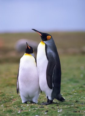 İmparator pinguins kolonisi