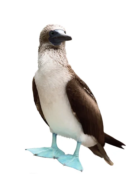 Blauwvoetbooby — Stockfoto