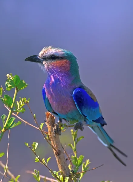 Leylak göğüslü silindiri