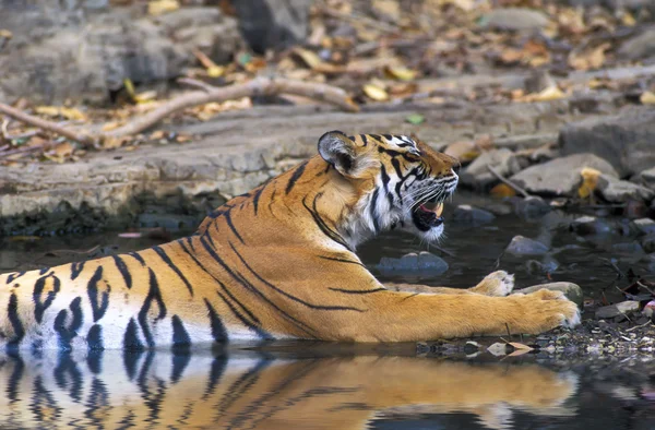 Бенгальский тигр (Panthera tigris ) — стоковое фото