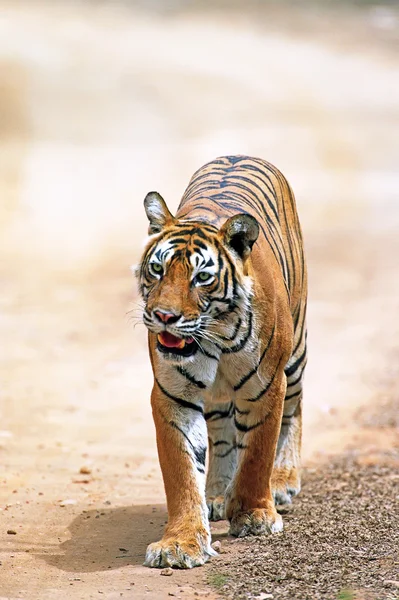 Tigre de Bengala (Panthera tigris ) — Fotografia de Stock