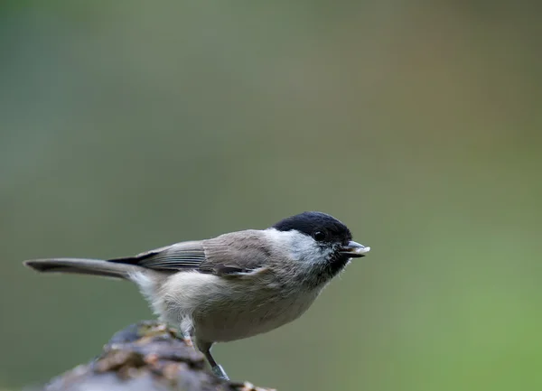 Sylvia atricapilla — Foto de Stock