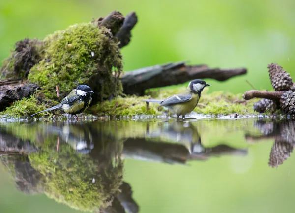 Wassen — Stockfoto