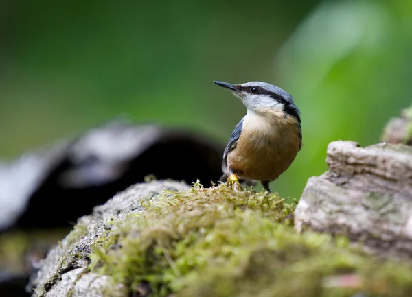 Seyir — Stok fotoğraf