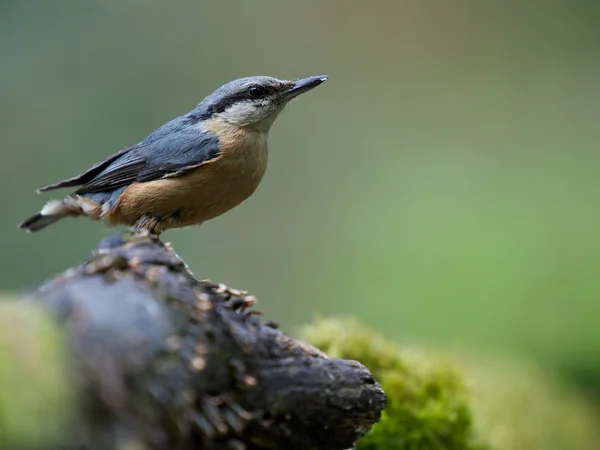 Bird — Stock Photo, Image