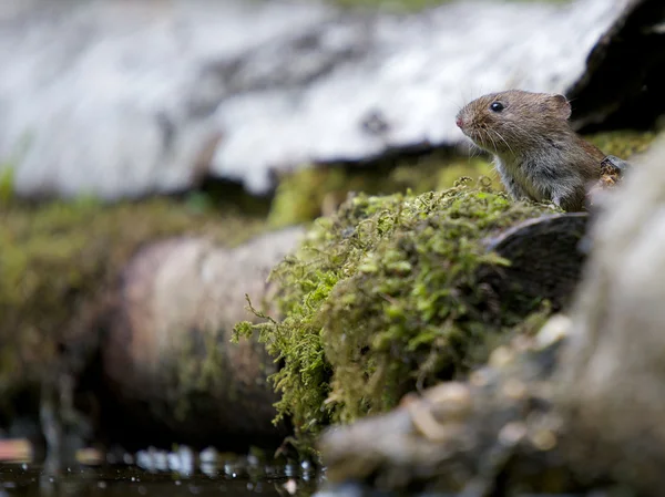 Guardando il mouse — Foto Stock