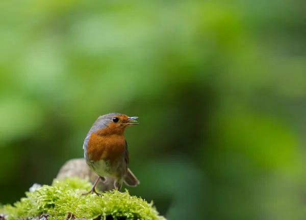 Robin kuş bağırmayı — Stok fotoğraf