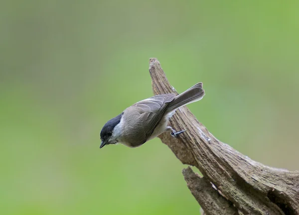 Téměř pryč — Stock fotografie