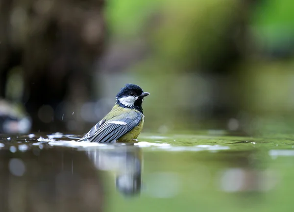 En el agua — Foto de Stock