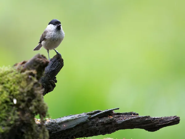 Über dem Rest — Stockfoto