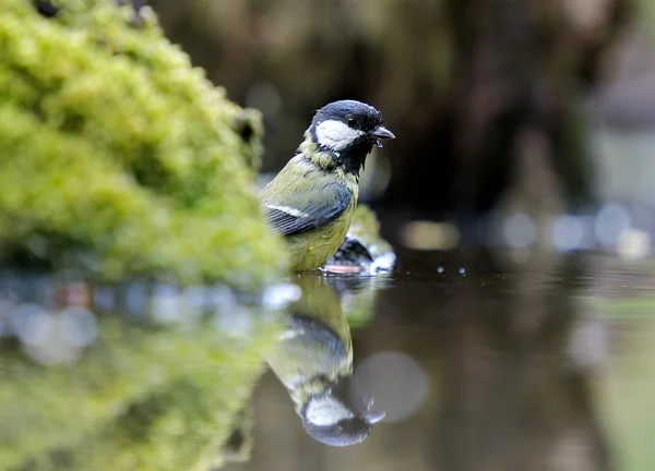 In the water — Stock Photo, Image