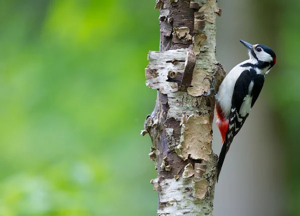 In a tree — Stock Photo, Image