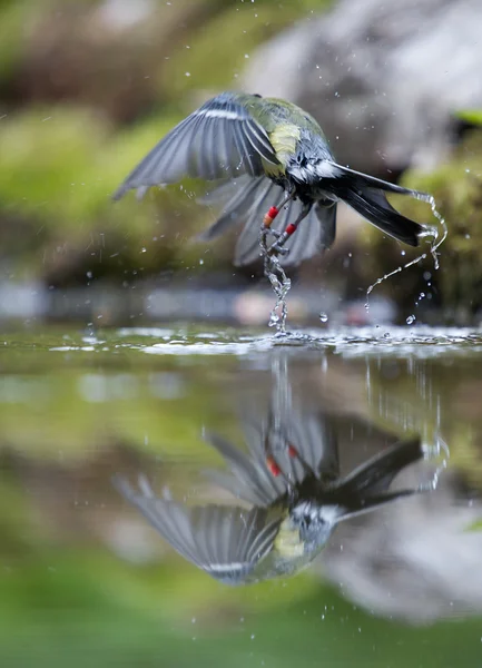 Volando lejos — Foto de Stock