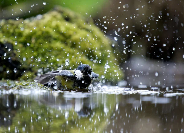 水どこ — ストック写真