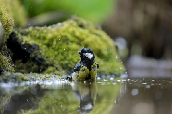 Washing — Stock Photo, Image