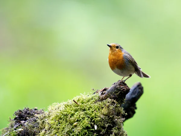 Robin. — Foto de Stock