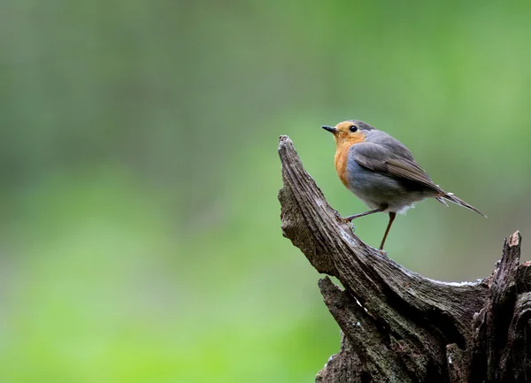 De pie Robin — Foto de Stock