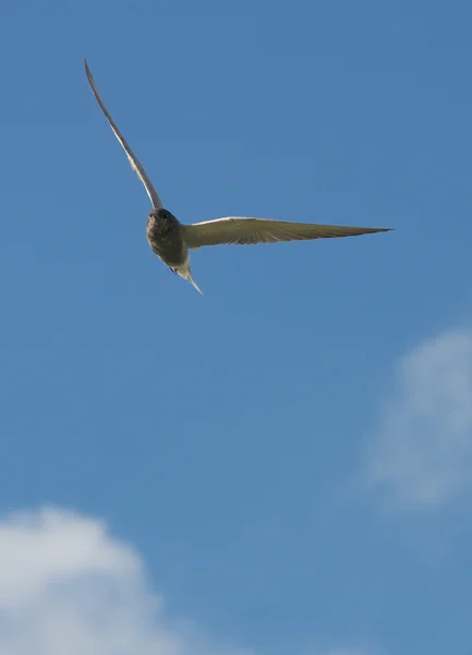Птах в небі Стокове Фото