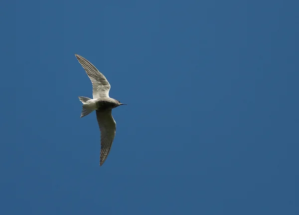 Pájaro Imágenes de stock libres de derechos