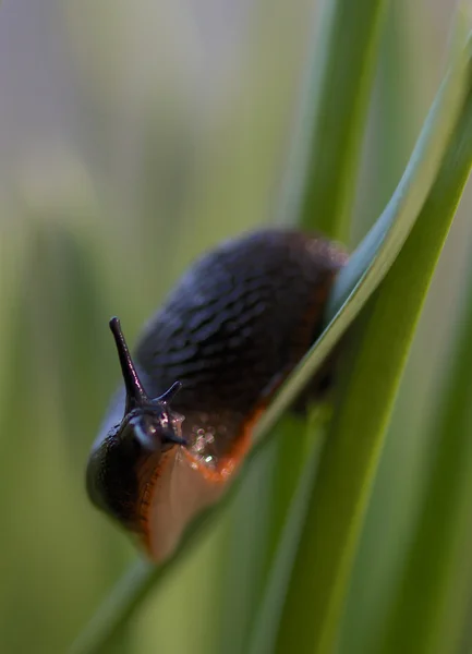 Slak Stockfoto